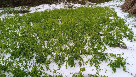 कर्णालीमा चट्याङ र हावाहुरीसहित भीषण असिना पानी, क्षतिको विवरण आउँन बाँकी